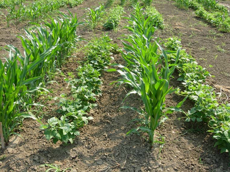 university-of-manitoba-natural-systems-agriculture-seeded-legume