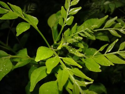 Curry Leaves