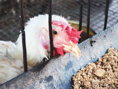 Diarrhea Disease in Chickens