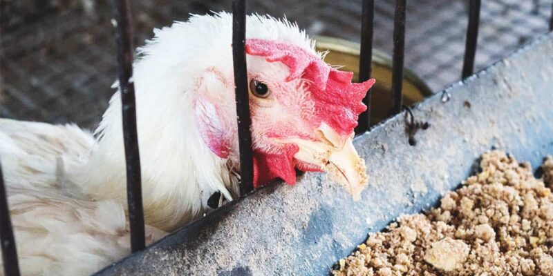 Diarrhea Disease in Chickens