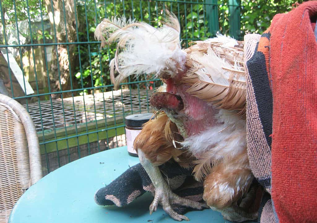 Diarrhea in Chickens