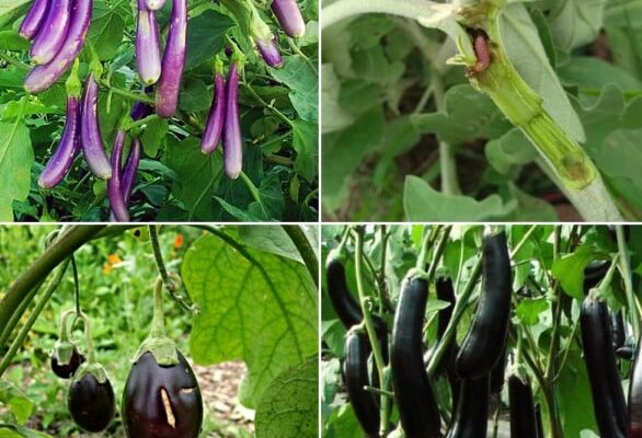 Diseases in Brinjal