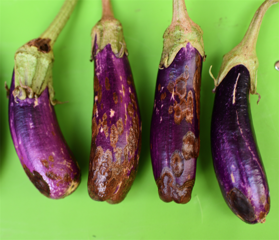 Disease Management in Brinjal