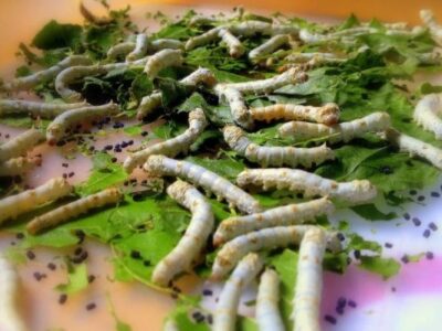 Silkworms