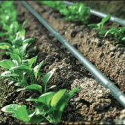 Drip Irrigation