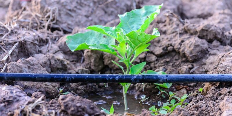 Drip Irrigation Techniques