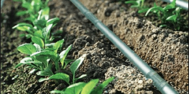 Drip Irrigation