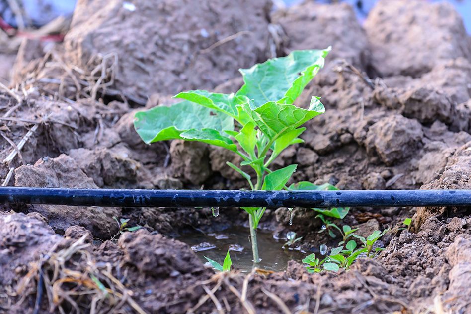 Drip Irrigation Techniques