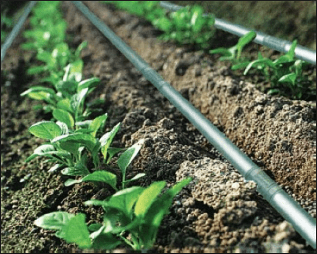 Drip Irrigation