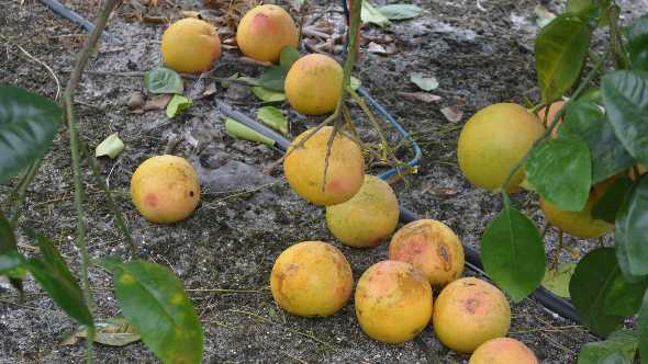 Citrus fruit drop