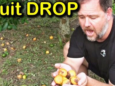 Stop Fruit Drop