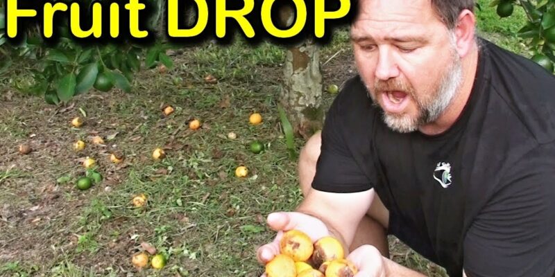 Stop Fruit Drop