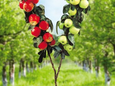 Plants Planting Methods