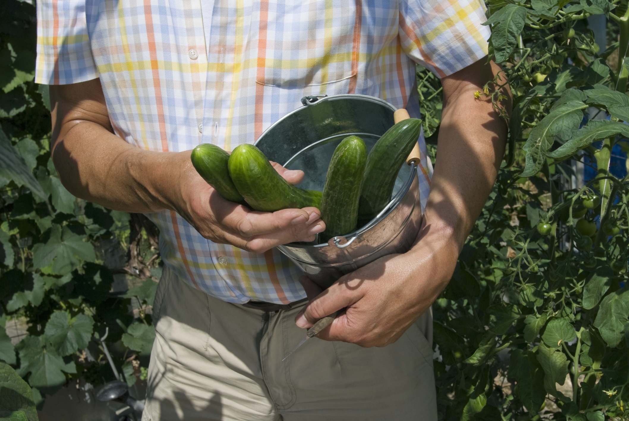 Vegetables Harvesting