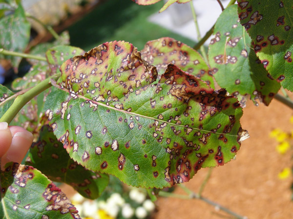 Fungal Diseases in Crops