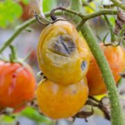 Fungal Diseases