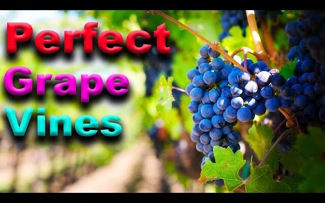 Grapes