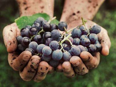 Grapes Hormonal Control