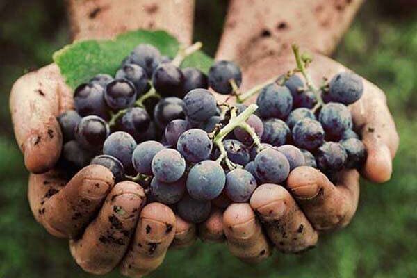 Grapes Hormonal Control