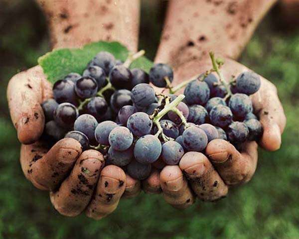 Grapes Hormonal Control