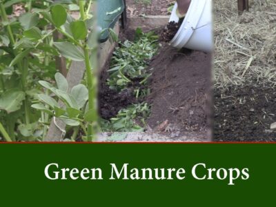 Green Manure Crops Use