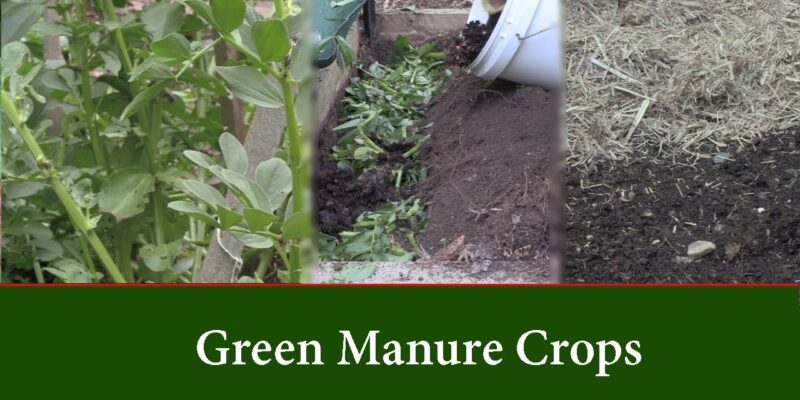 Green Manure Crops Use