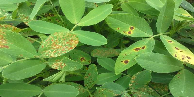 Groundnut Diseases