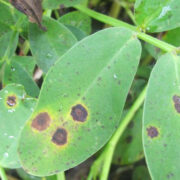 Groundnut