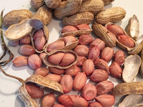 Groundnut Seeds