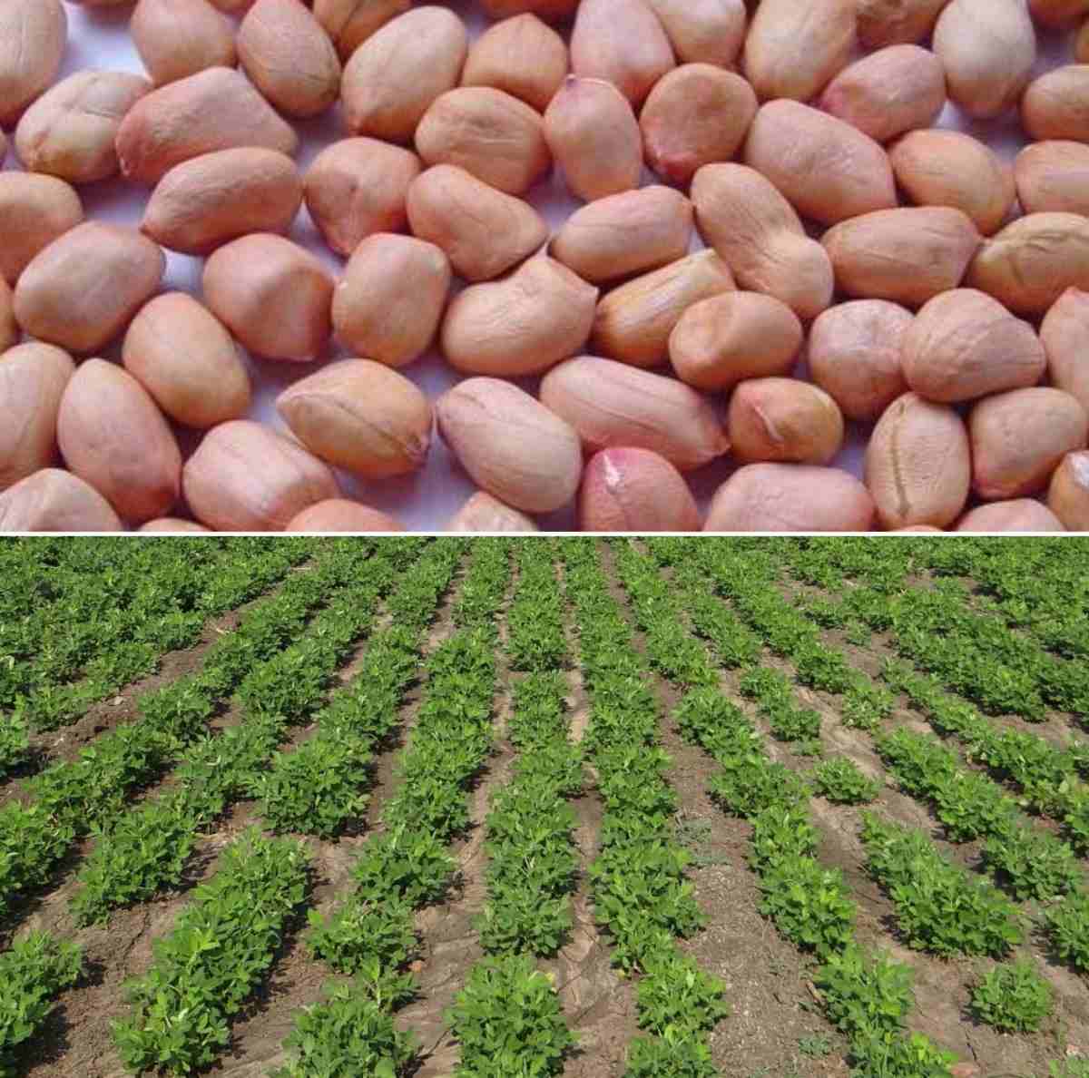 Groundnut Seeds / Peanuts