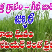 Guinea Grass