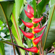 Heliconias