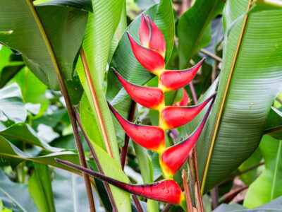 Heliconias