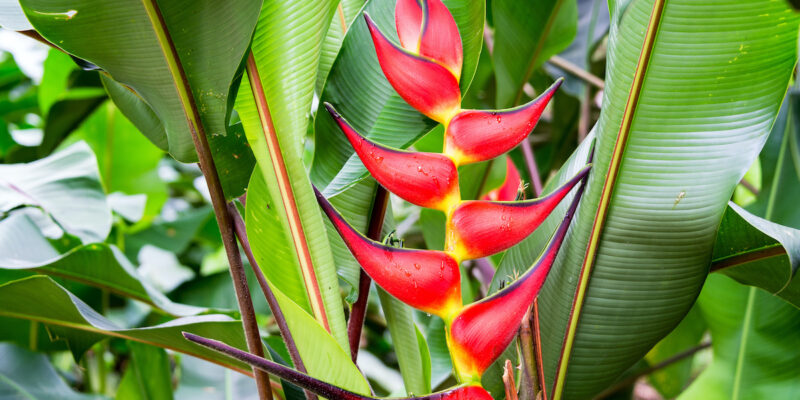 Heliconias