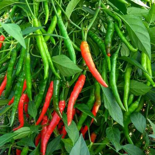 Herbicide Application in Chilli