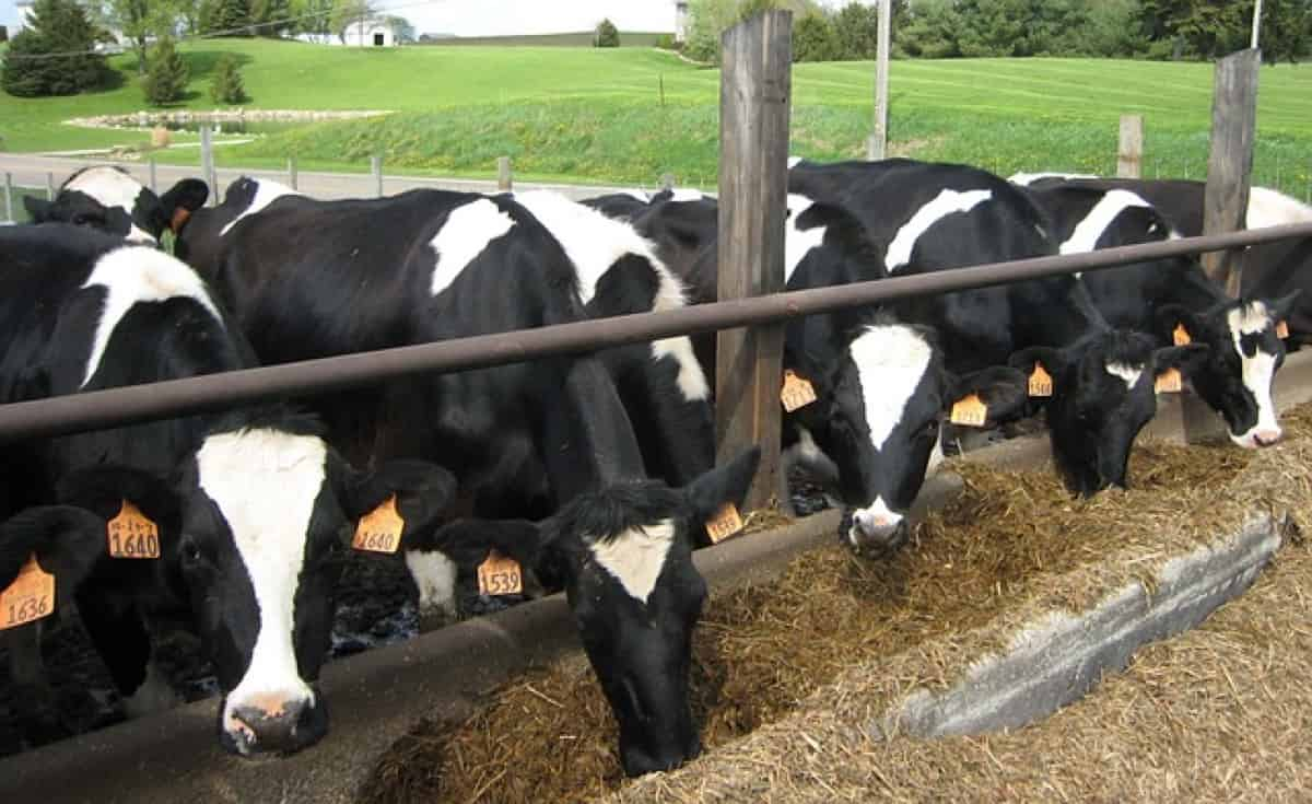 How to Start a Dairy Farm