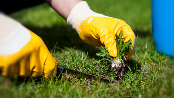 Important Herbicide Properties