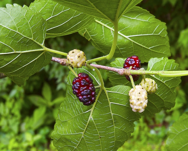 Important Mulberry VarietiesImportant Mulberry Varieties