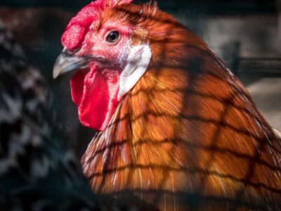 Infectious Anaemia in Chicken