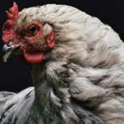 Infectious Bronchitis Disease in Chickens