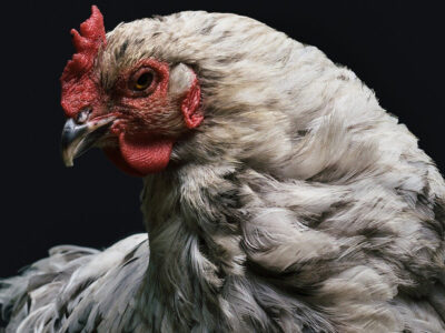 Infectious Bronchitis Disease in Chickens