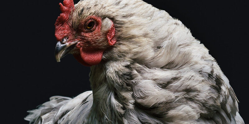 Infectious Bronchitis Disease in Chickens