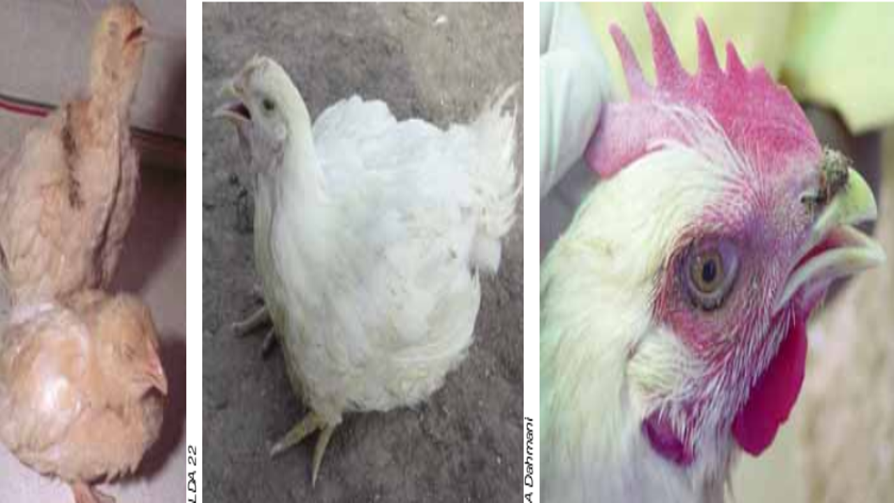 Infectious Bronchitis in Chickens