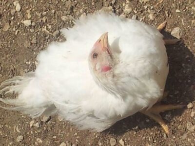 Infectious Bursal Disease in Chickens