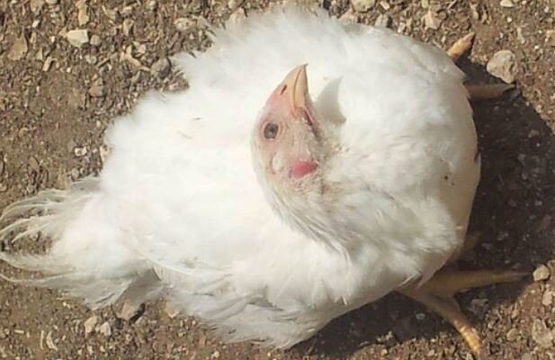 Infectious Bursal Disease in Chickens