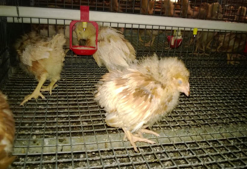 Infectious Bursal Disease in Chickens