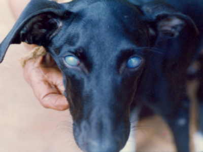 Infectious Canine Hepatitis