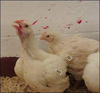 Infectious Laryngotracheitis in Chickens