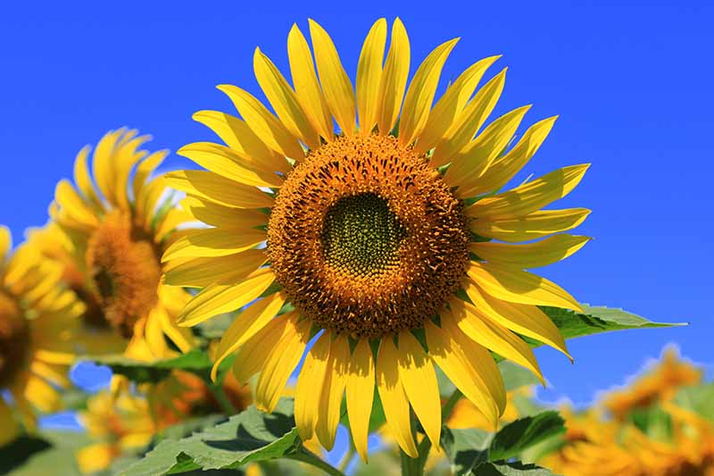 Insect Pest Management in Sunflowers