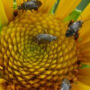 Pest Management in Sunflowers